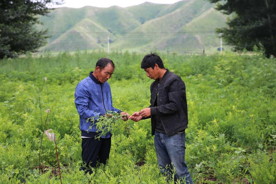 巴仁哲里木镇最新项目，引领地区发展的强大引擎，巴仁哲里木镇新项目，地区发展的强大引擎引领未来